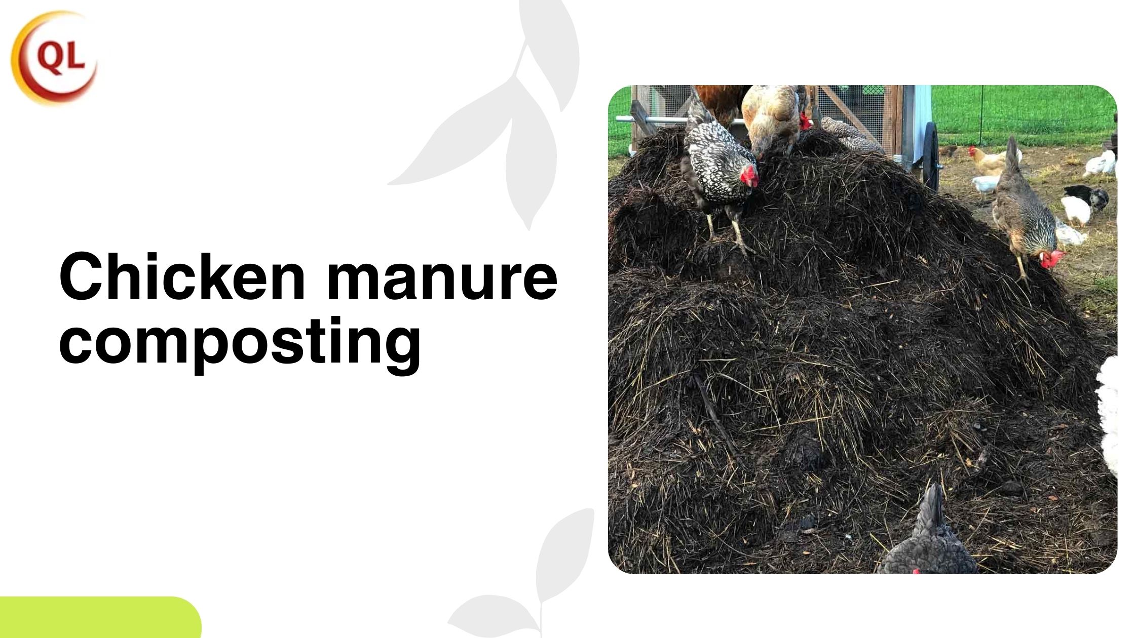 How Chicken Manure Composting Reduces Waste and Improves Productivity