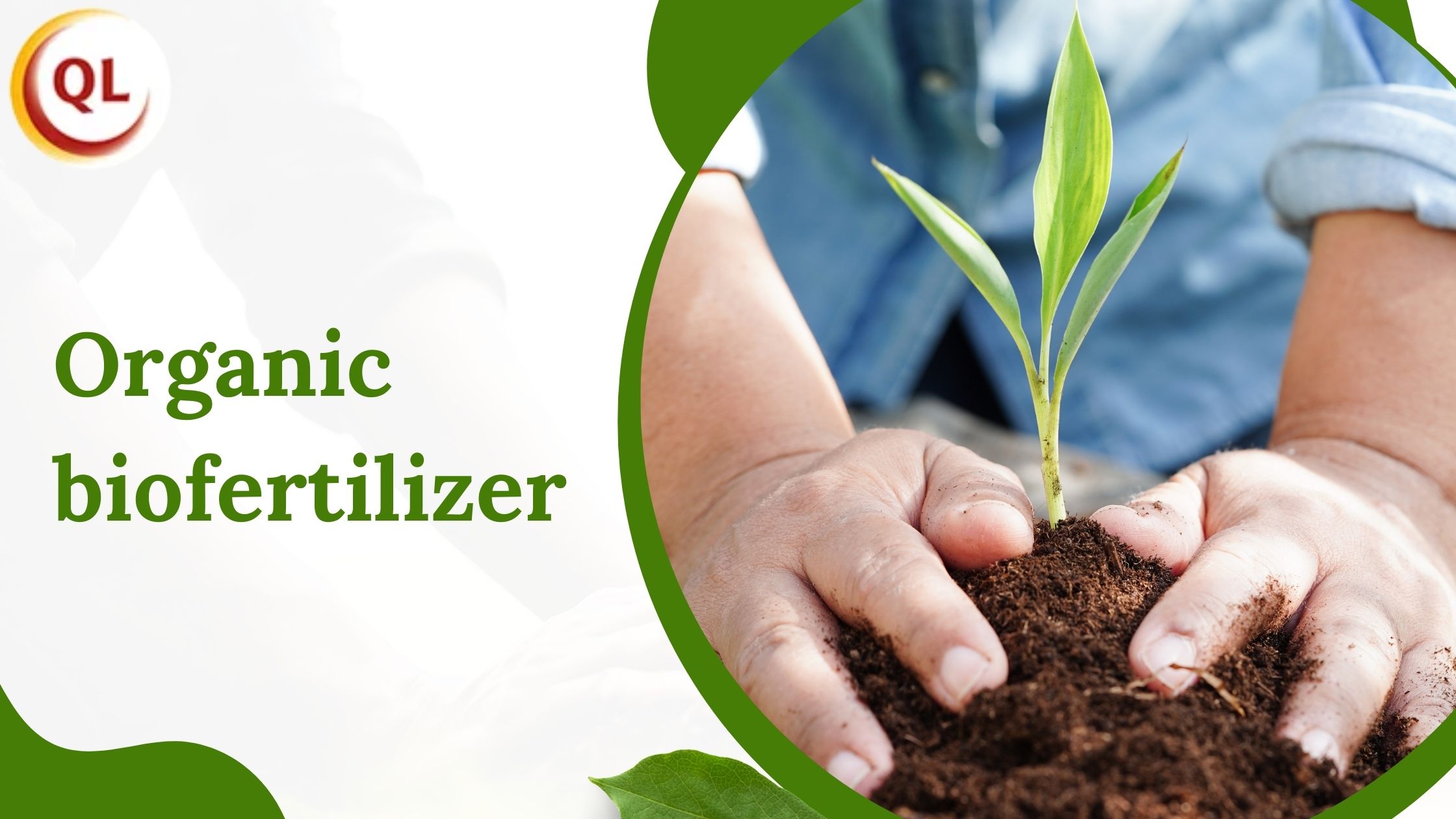 How Organic Biofertilizer Enhances Nutrient Absorption in Plants