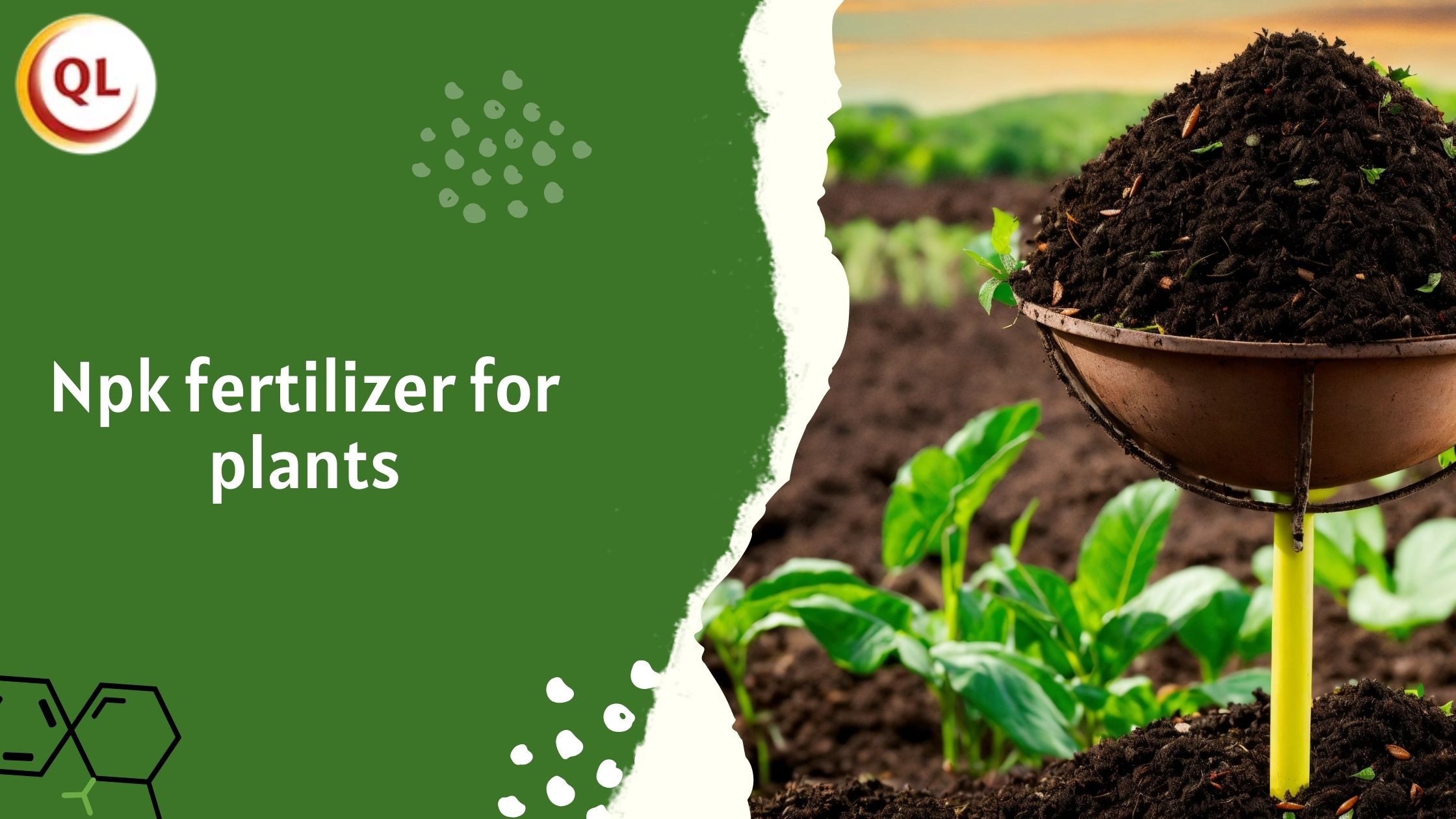 Best NPK Fertilizer for Plants to Increase Crop Productivity