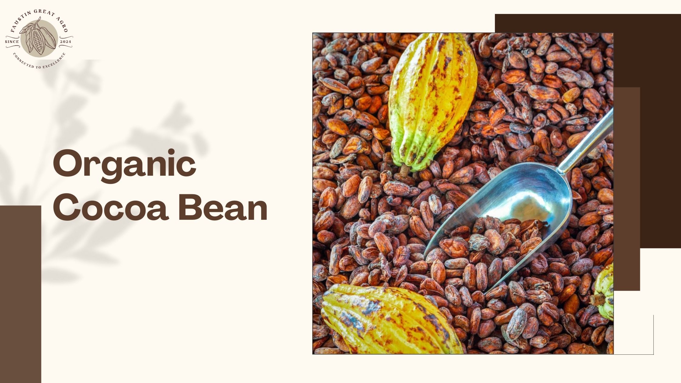 How to Identify High-Quality Organic Cocoa Bean from Trusted Sources