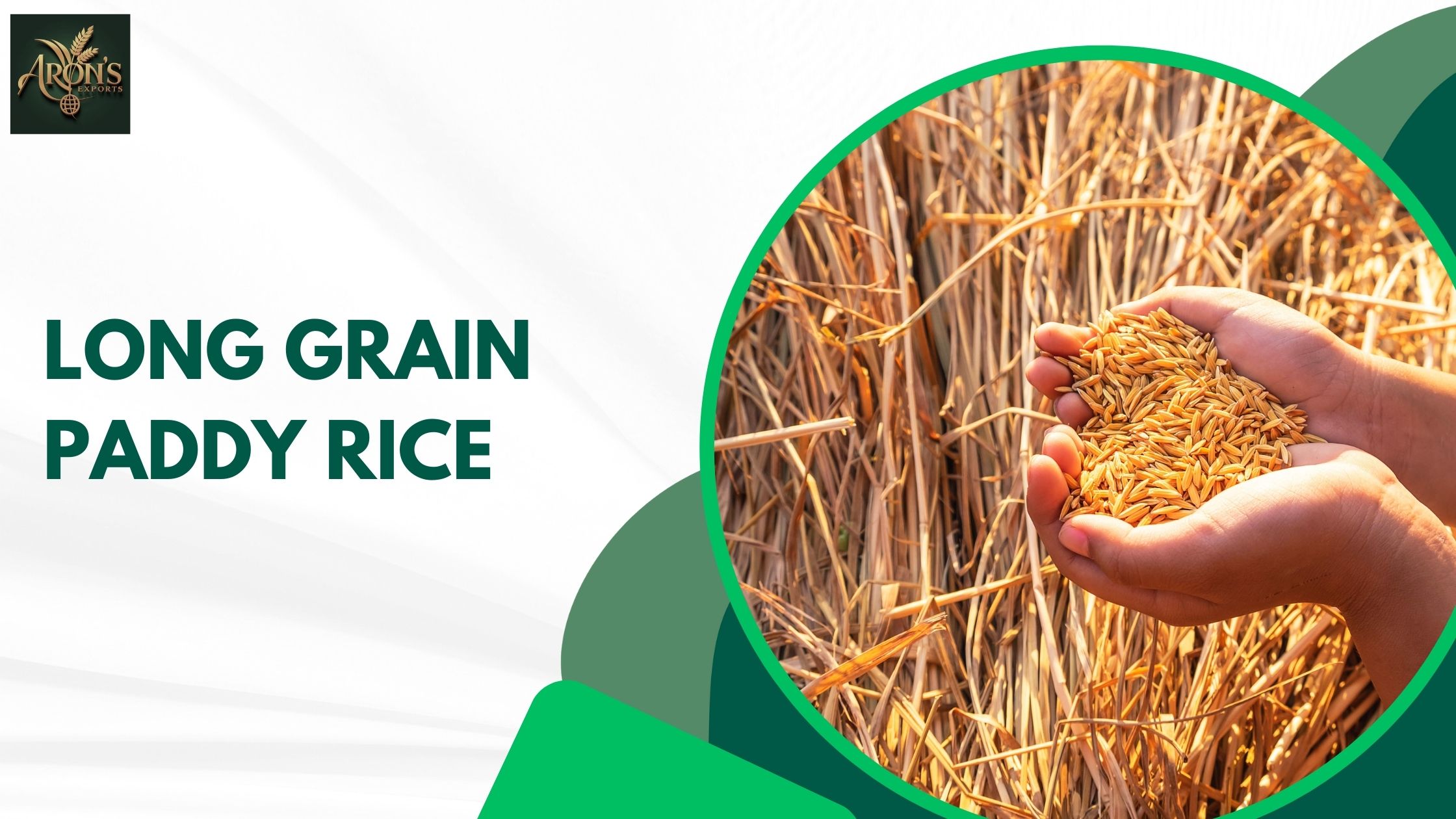 Top Varieties of Long Grain Paddy Rice and Their Unique Qualities