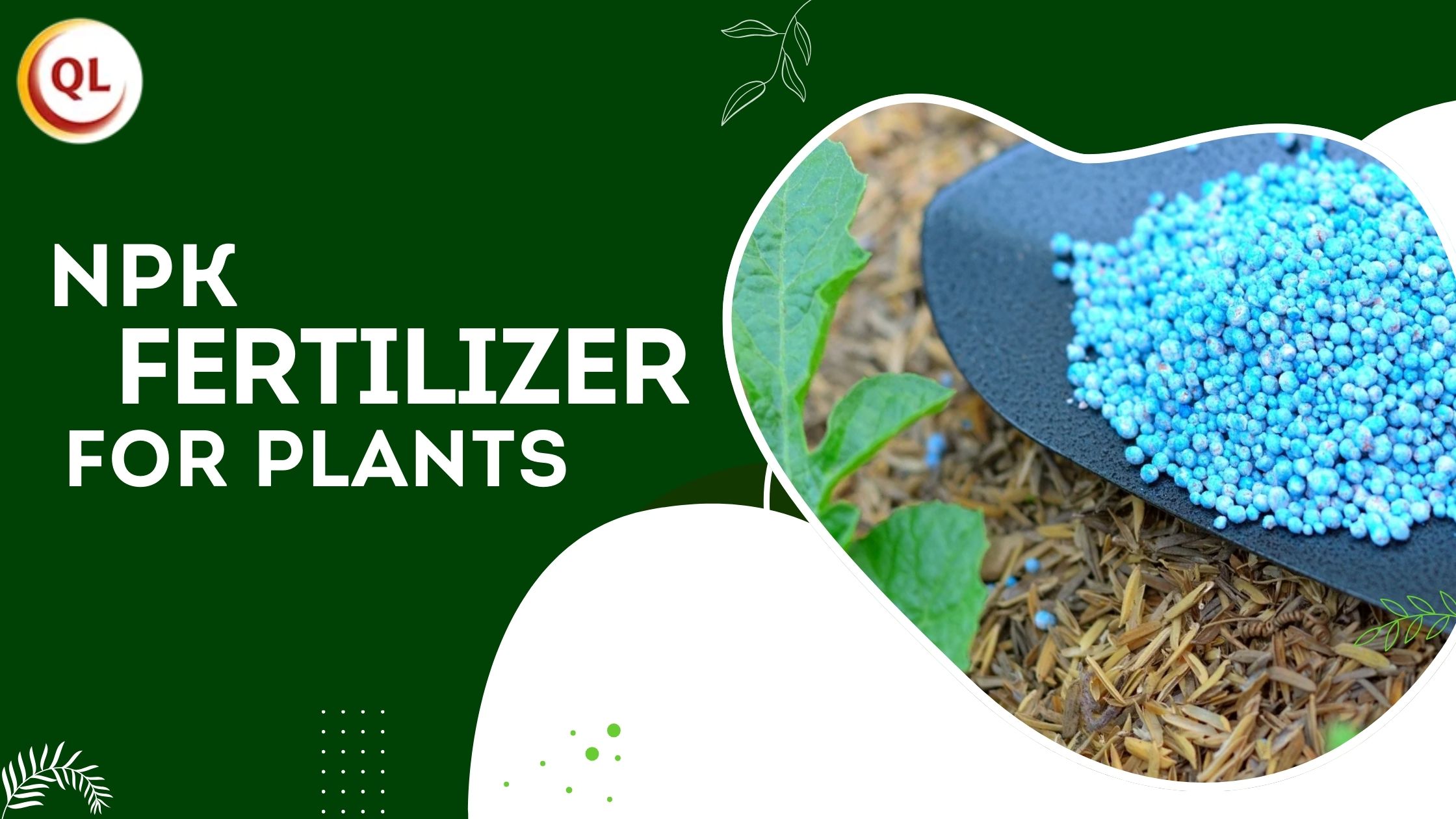 Best NPK Fertilizer for Plants in Organic and Sustainable Farming